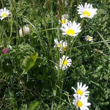 Apartman Chasa Adriana *