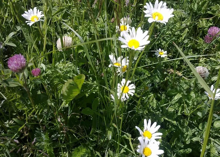 Daire Chasa Adriana *